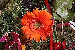 插花,鮮花,非洲菊