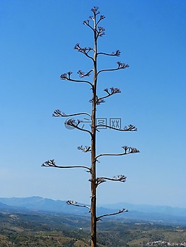 florde硬,龙舌兰,atzavara