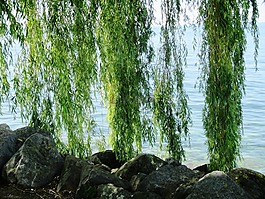 垂柳,树,挂科
