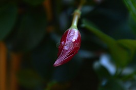 辣椒,蔬菜,紅色