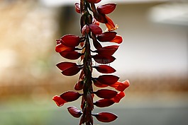 鮮花,掛,顏色
