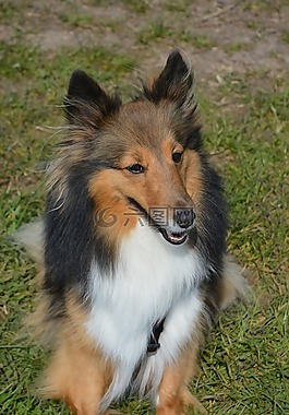 长毛牧羊犬,狗,可爱