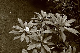 植物,花园,单色