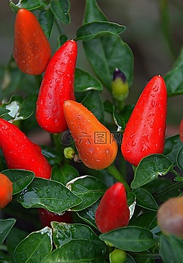 辣椒,蔬菜,紅色