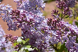 紫丁香,開花,紫
