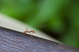 螞蟻,昆蟲,自然
