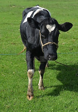 動物,牛,牲畜