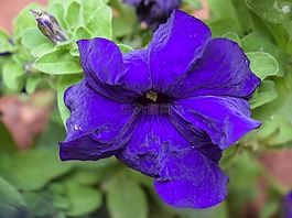 花,紫色,開花