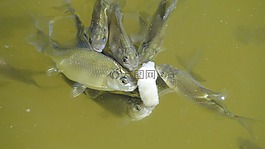 魚,動物,水