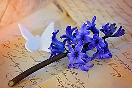 風(fēng)信子,花,開花
