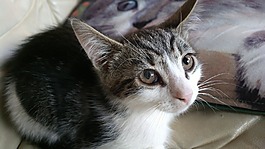 猫,可爱的猫,动物