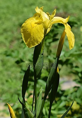 黄色鸢尾芽,沼泽虹膜,花
