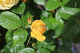 玫瑰,黃色,花園
