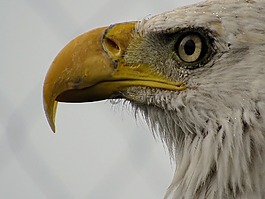 老鷹,鳥,動物園