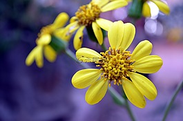 花,花園,黃色