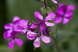 鮮花,模式,紫色