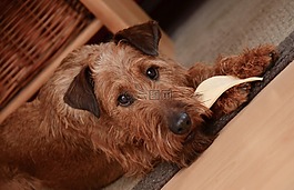 狗,愛爾蘭梗,小獵犬