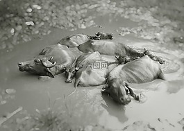 黑色和白色,動(dòng)物,濕