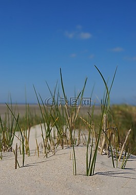 北海,沙丘草,草