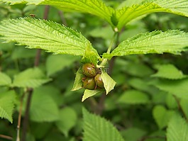 葉子,綠色,樹