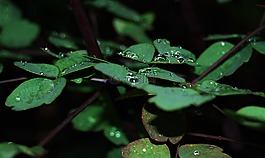 雨,水,一滴水