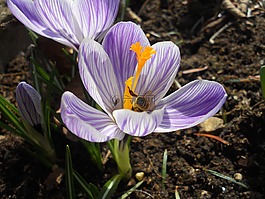 藏紅花,春天,花