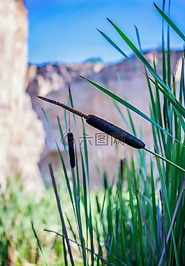 香蒲,里德,池