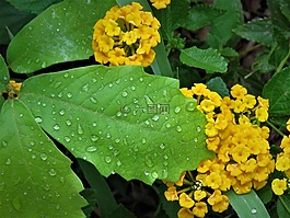 雨滴,綠葉,黃色的花