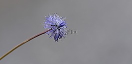 jasione蒙大拿,花,廠