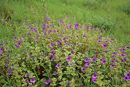 綠色,藍(lán)色的花,綠化