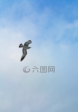 鳥,海鷗,波