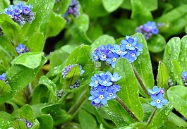 kéknefelejcs,春天的花朵,蓝色的花