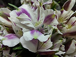 花,植物區(qū)系,自然