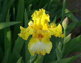 花,鸢尾花,黄色