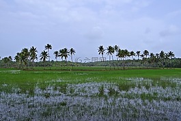 牧場,低土地,水牛