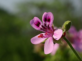 花,天竺葵,花茶