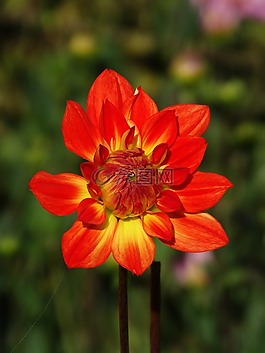 嬌琴紗,花,花開(kāi)花