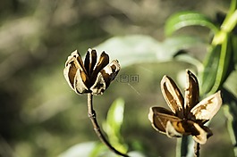 性質(zhì),jara,花