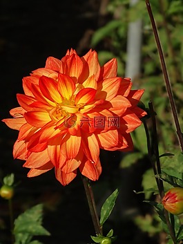 嬌琴紗,花,花開花