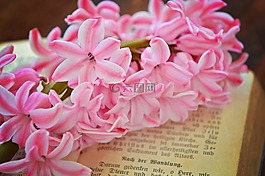 风信子,花,鲜花