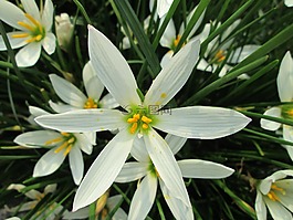 公園,花,花園
