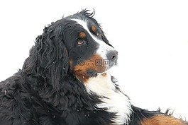 狗,動物,寵物