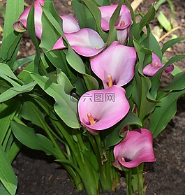 馬蹄蓮,花,開花