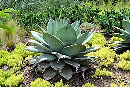 仙人掌植物,植物園,得克薩斯州休斯敦