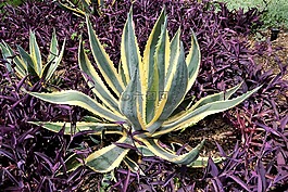 仙人掌植物,植物園,得克薩斯州休斯敦