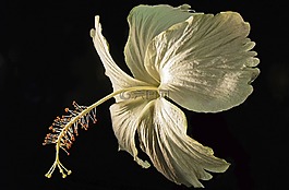 花,開花,關(guān)閉