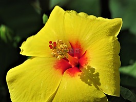 花,黄色,锈