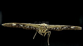 蛾类,蝴蝶,昆虫