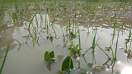 草,陽光,水