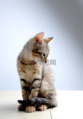 動物,貓,小貓